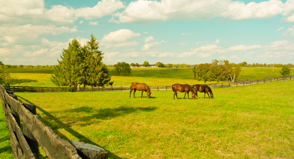 ケンタッキー州の牧場の画像
