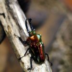 カブトムシ画像