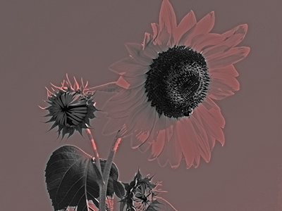 ネオン光彩5-15-赤f00