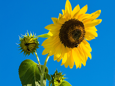 オリジナル画像-ひまわり