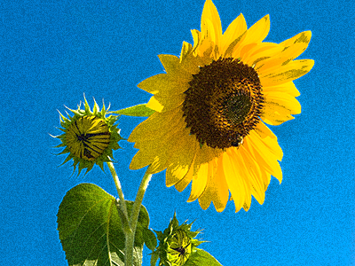 粒状フィルム4-0-10