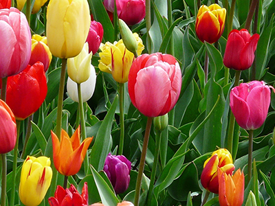 オリジナル画像-チューリップ