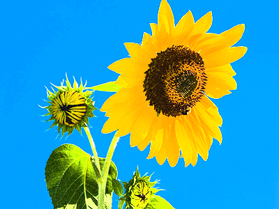 粒状フィルム4-20-10